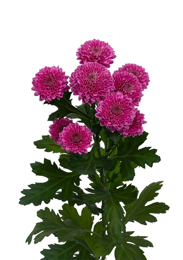 хриза сантини1